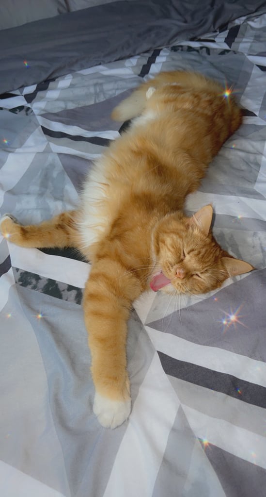 Cats looking for their forever homes