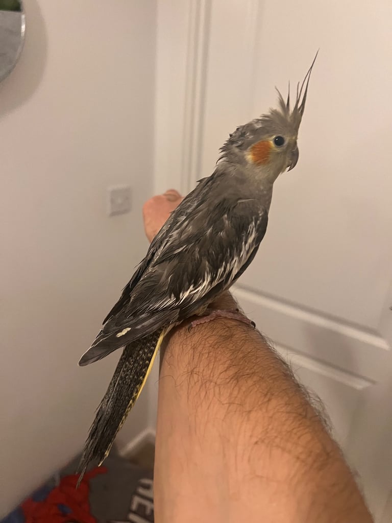 Budgies and cocktail for sale