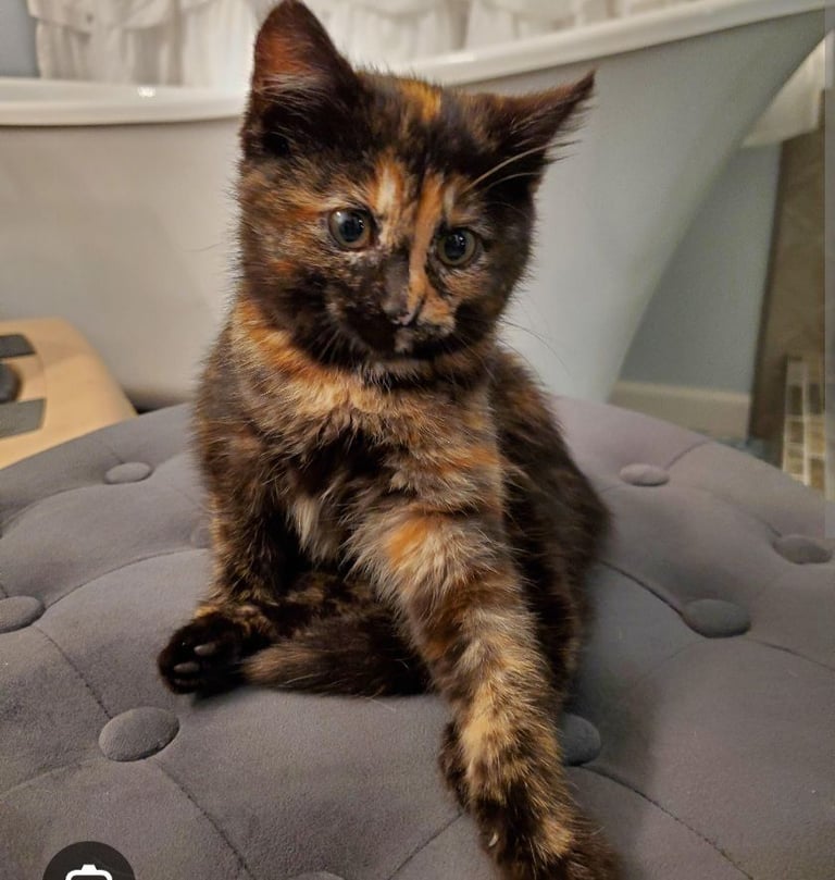 Girls tortoiseshell 