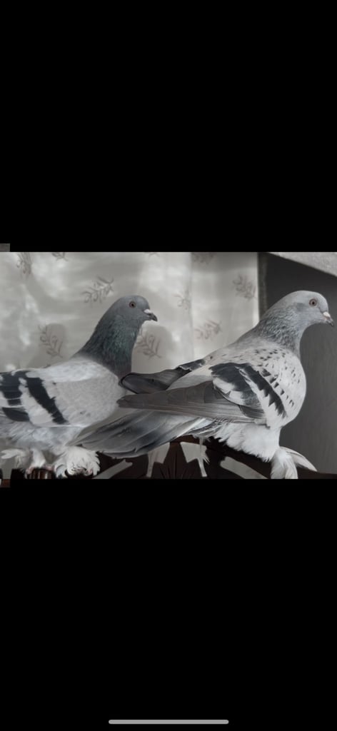 High quality pigeons