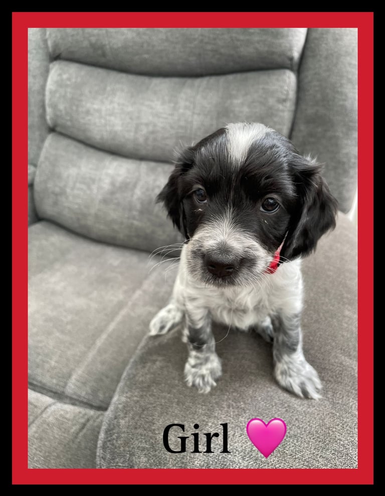 Sprocker Spaniel Puppies 
