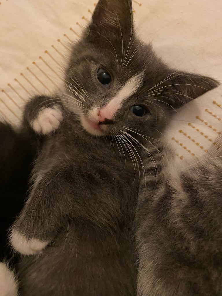 Cuddly grey male kitten with white socks