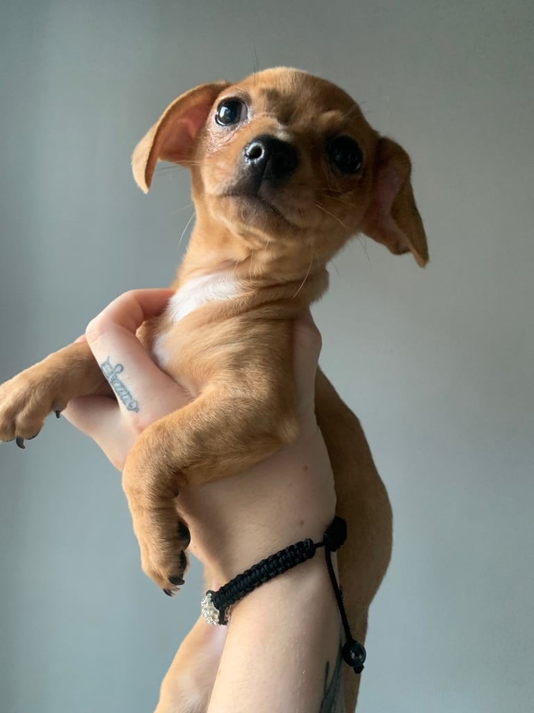 Chiweenie puppy’s available 