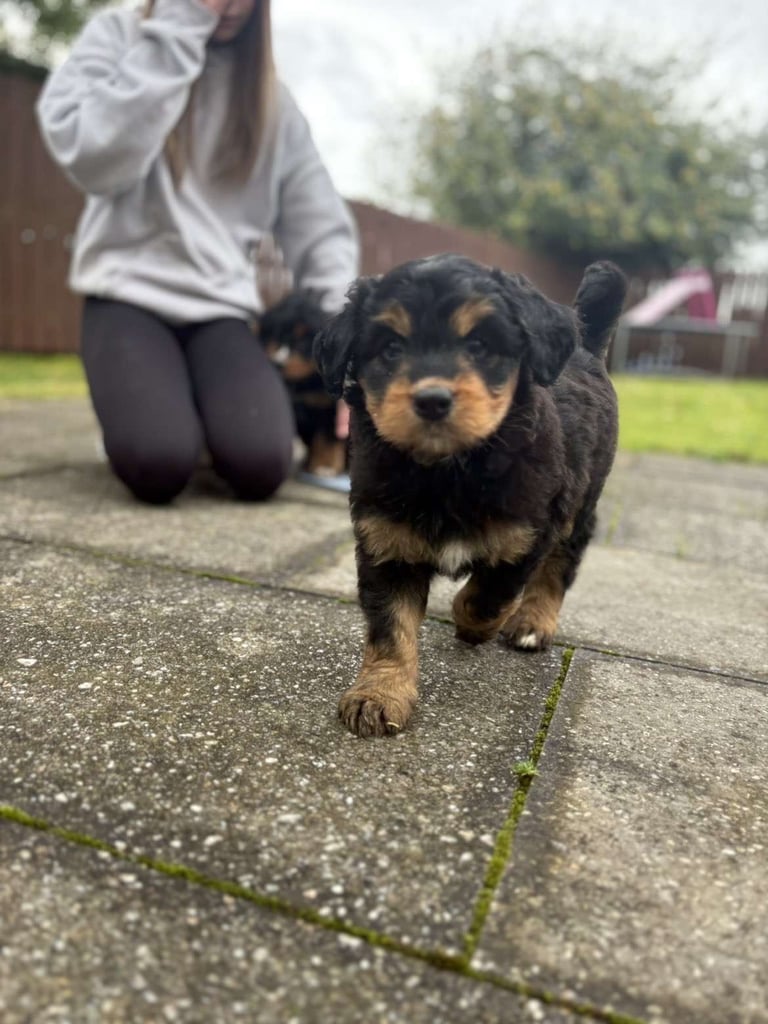 Bernedoodle pups