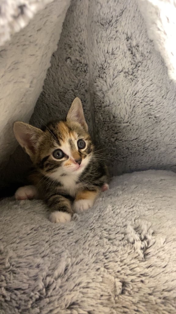 Cute calico kitten for sale ready for rehoming 🏡