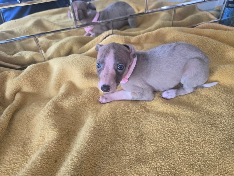 Whippet pups for sale 