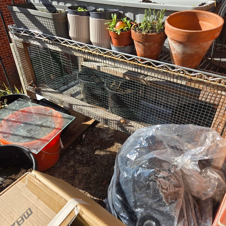 10 quails and a cage