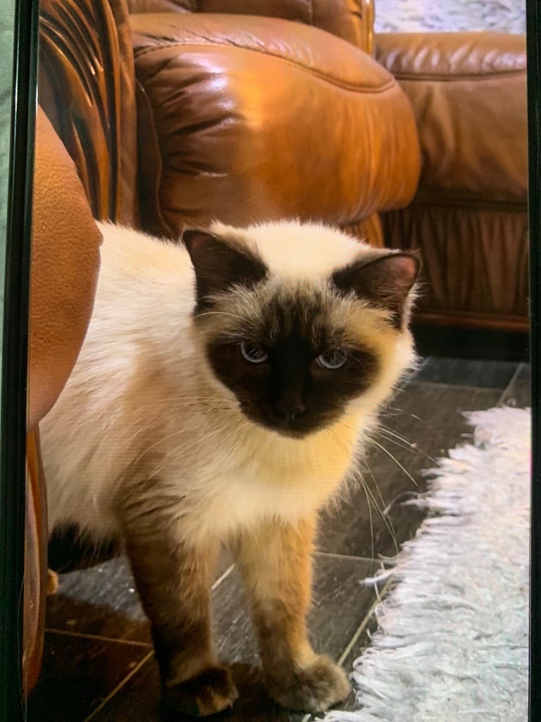 2 female cats and 1 male British shorthair and 1 kitten persian cross British shorthair