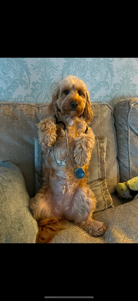 F2 cockapoo puppies for sale