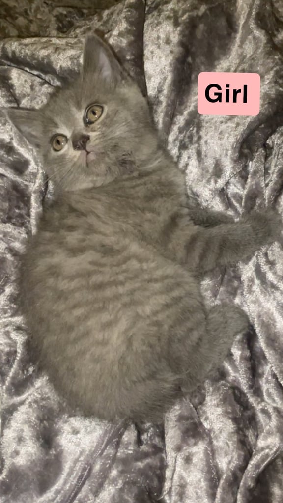 HALF BRITISH SHORTHAIR & HALF MAINECOON