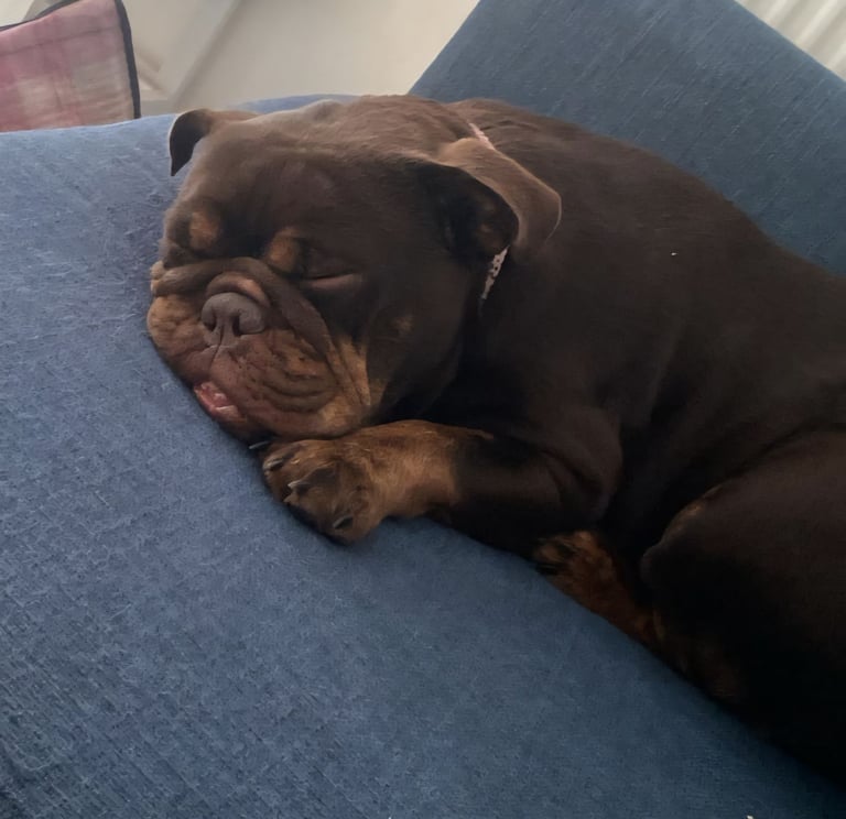 English bulldog