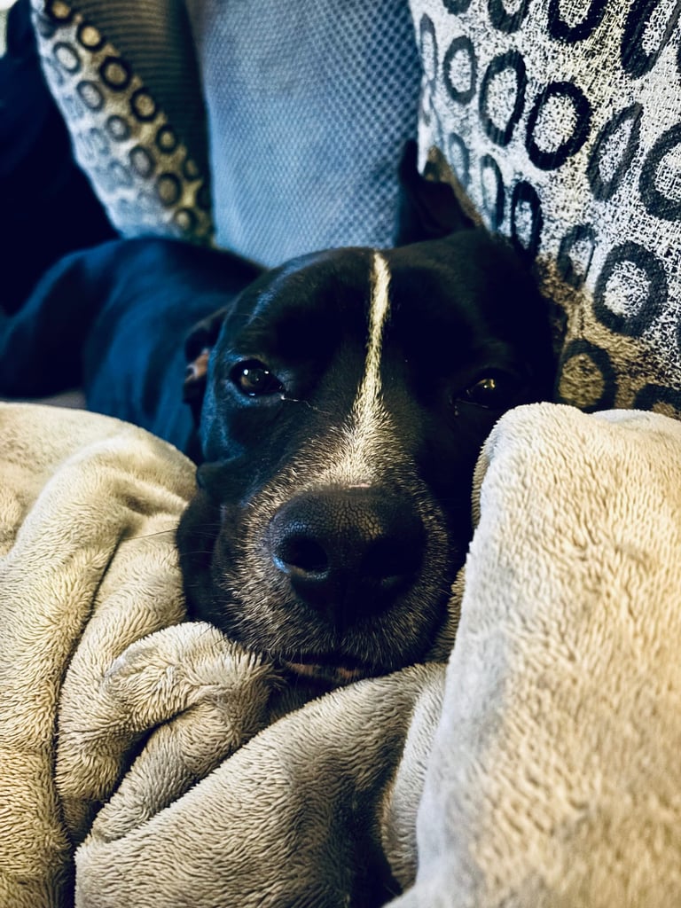 dogs for sale in hull