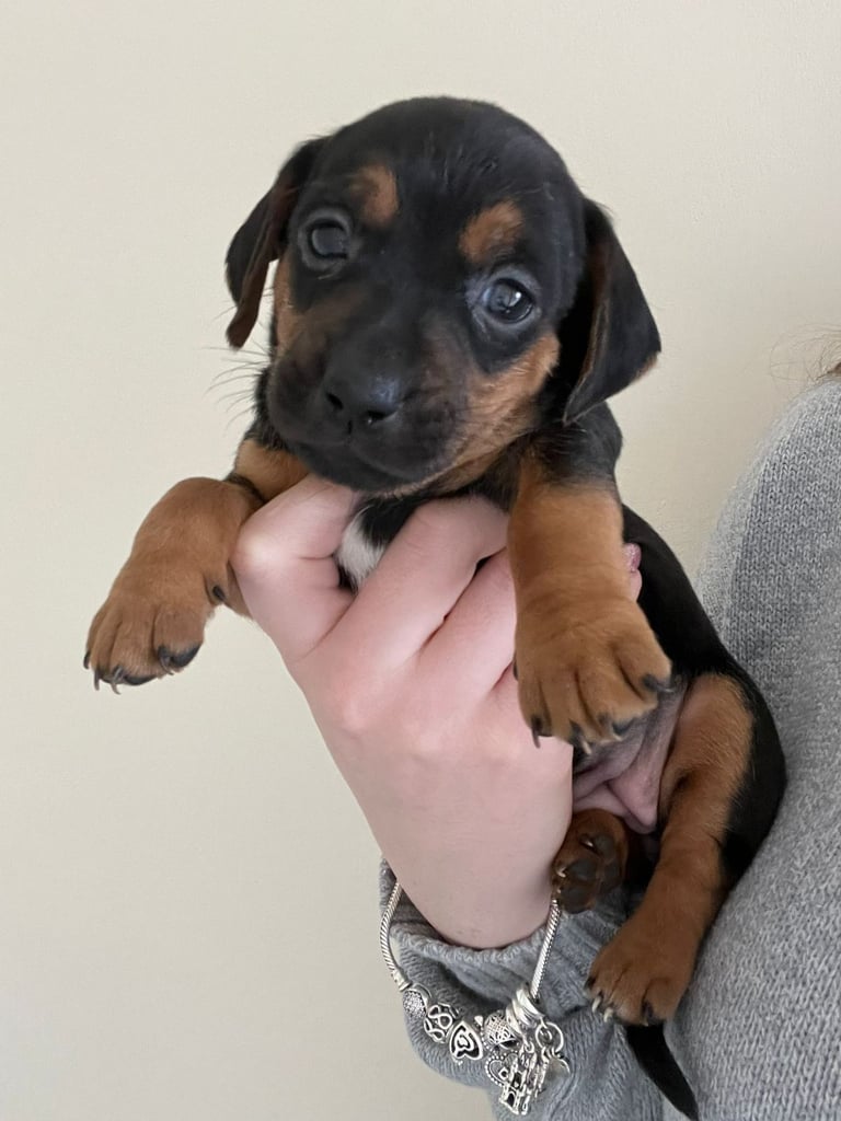1 boy dachsund x jack russel 