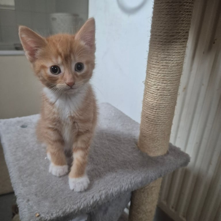 Gorgeous kittens for sale