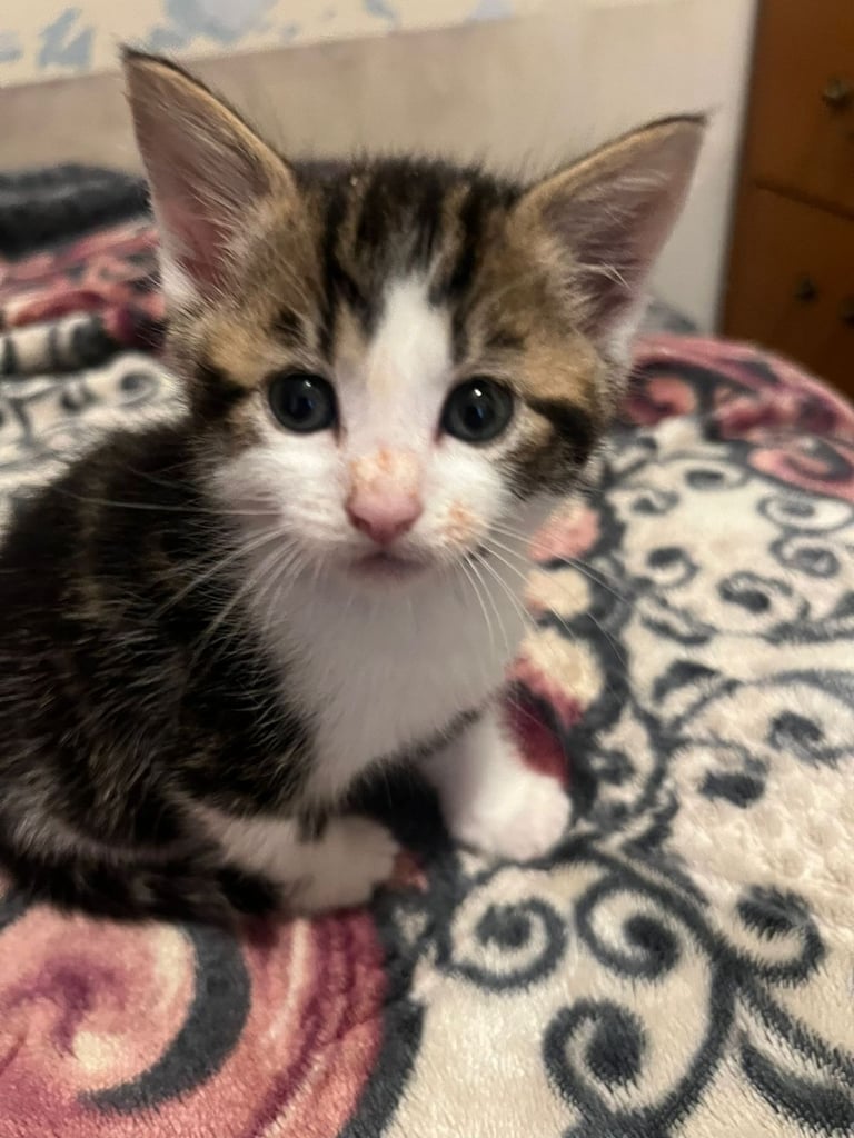 Kittens 