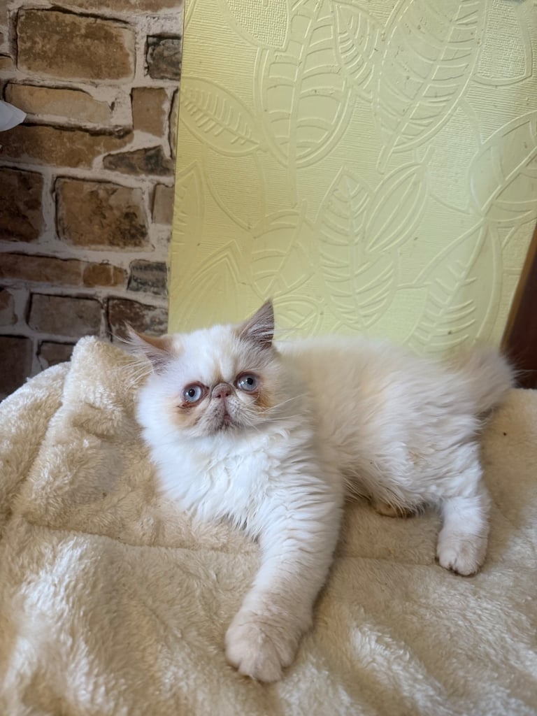 💗 Beautiful Persian Kittens 💗