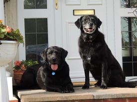 DORSET DOG AND HOUSEWATCH PET SITTING SERVICE