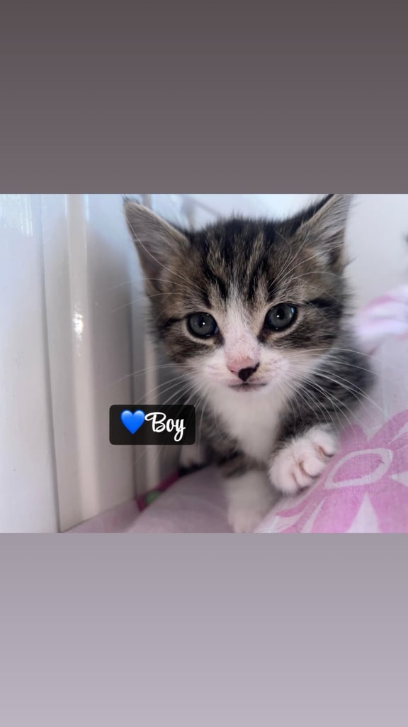 🌸🐾 Two Adorable Kittens Ready for Their Forever Homes! 🐾🌸