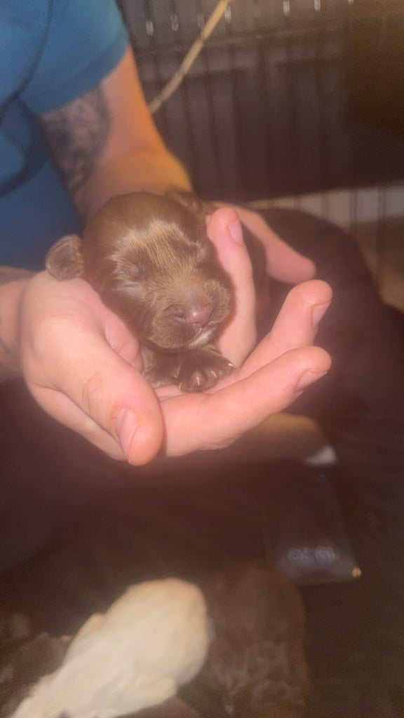 Cocker spaniel puppies