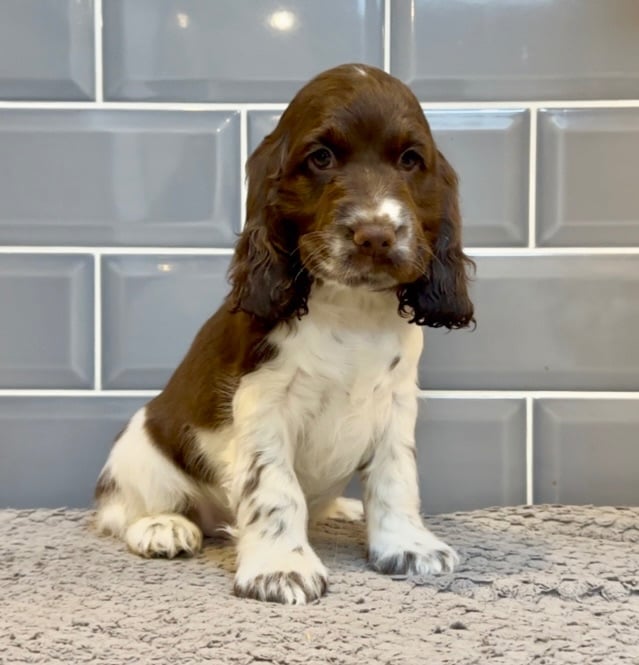 Beautiful KC Registered Show-Type Cocker Spaniel Puppies 🐶 
