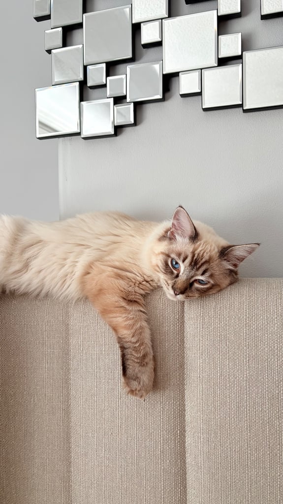 Ragdoll 
