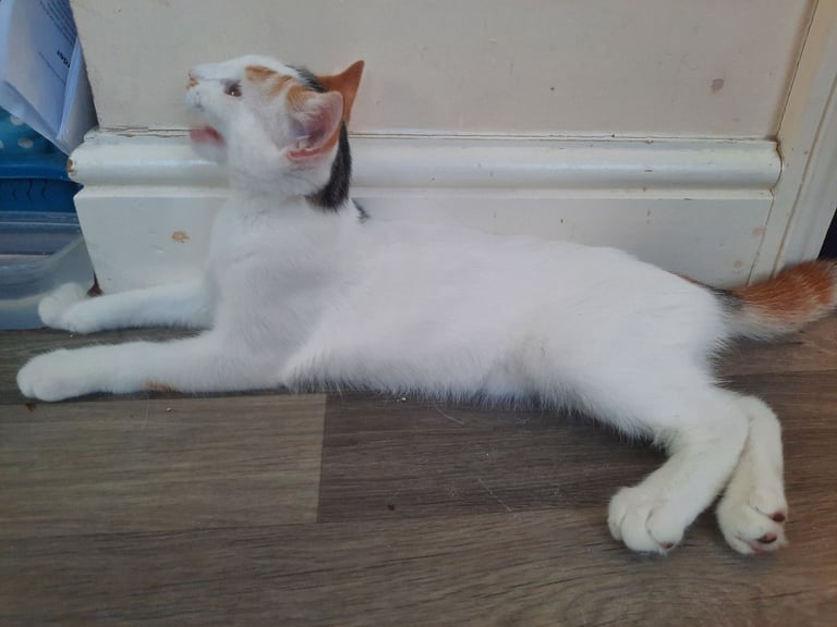 beautiful female kittens, white / tabby, looking for a new home