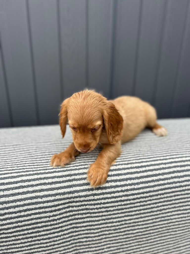 Cockapoo puppies 