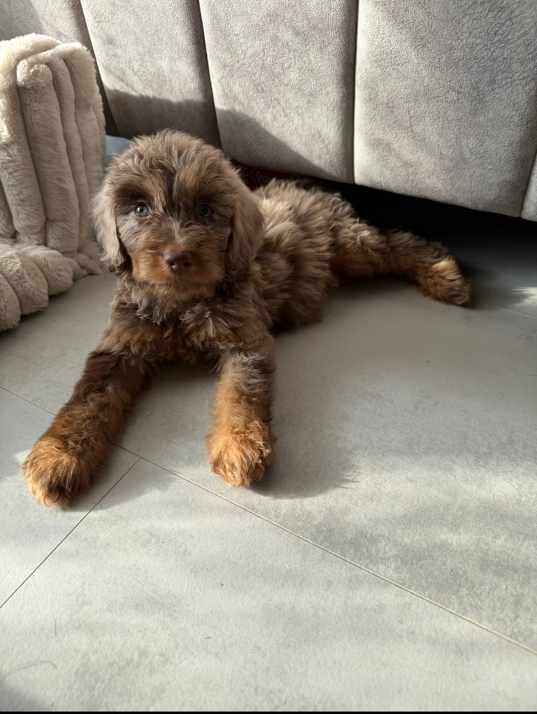 RESERVED 🩷 F1 Female Chocolate Merle Cockapoo Puppy