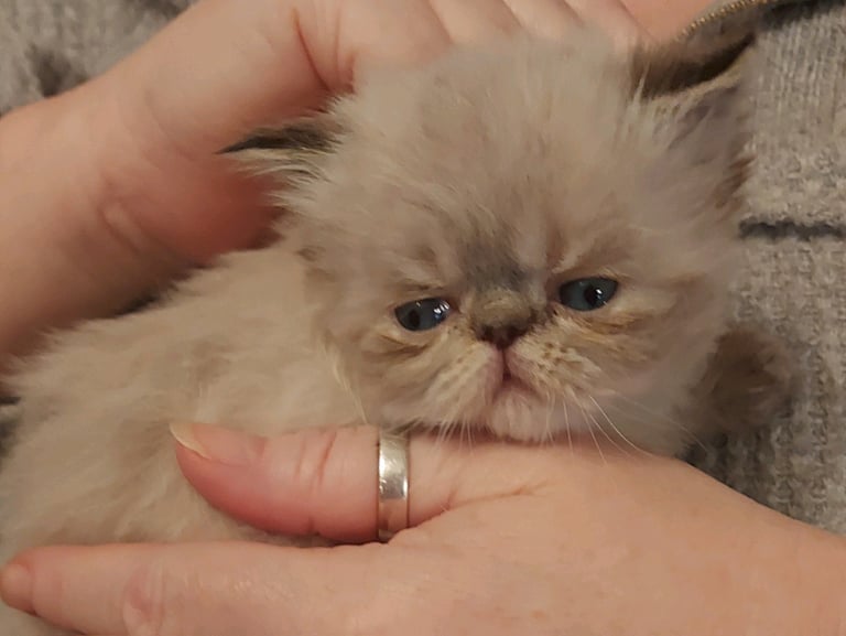 Persian kittens 