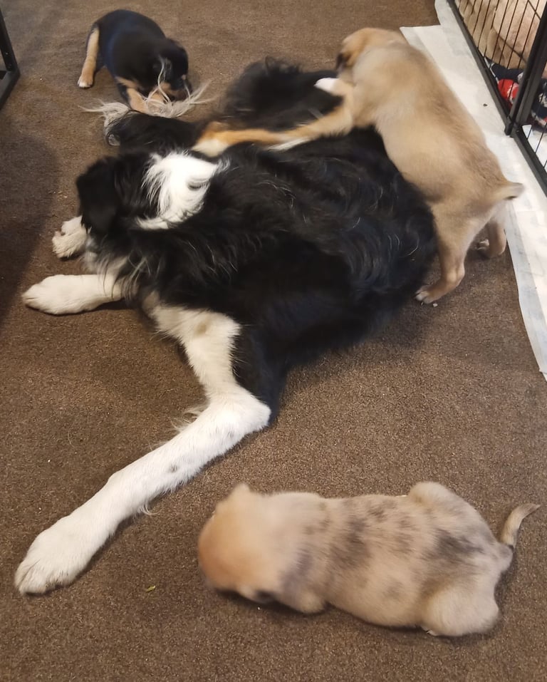 Pug X Collie (Pugollie) Puppies Looking For Their Forever Homes