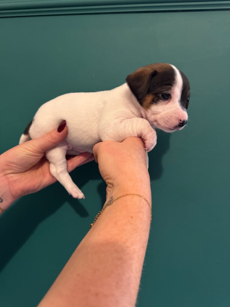 Dachshund x Jack Russel Puppies 