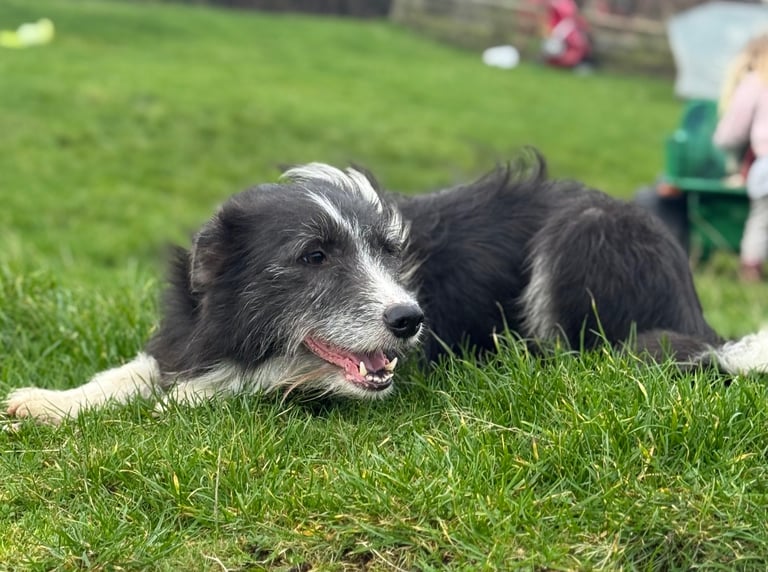 Bearded Collie pups