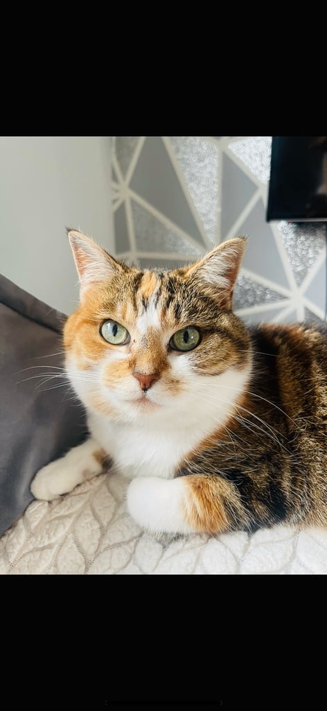 image for Adult female spayed 7 year old cat