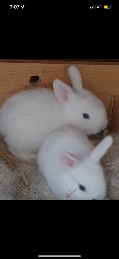 Gorgeous Pure White baby rabbit with blue eyes