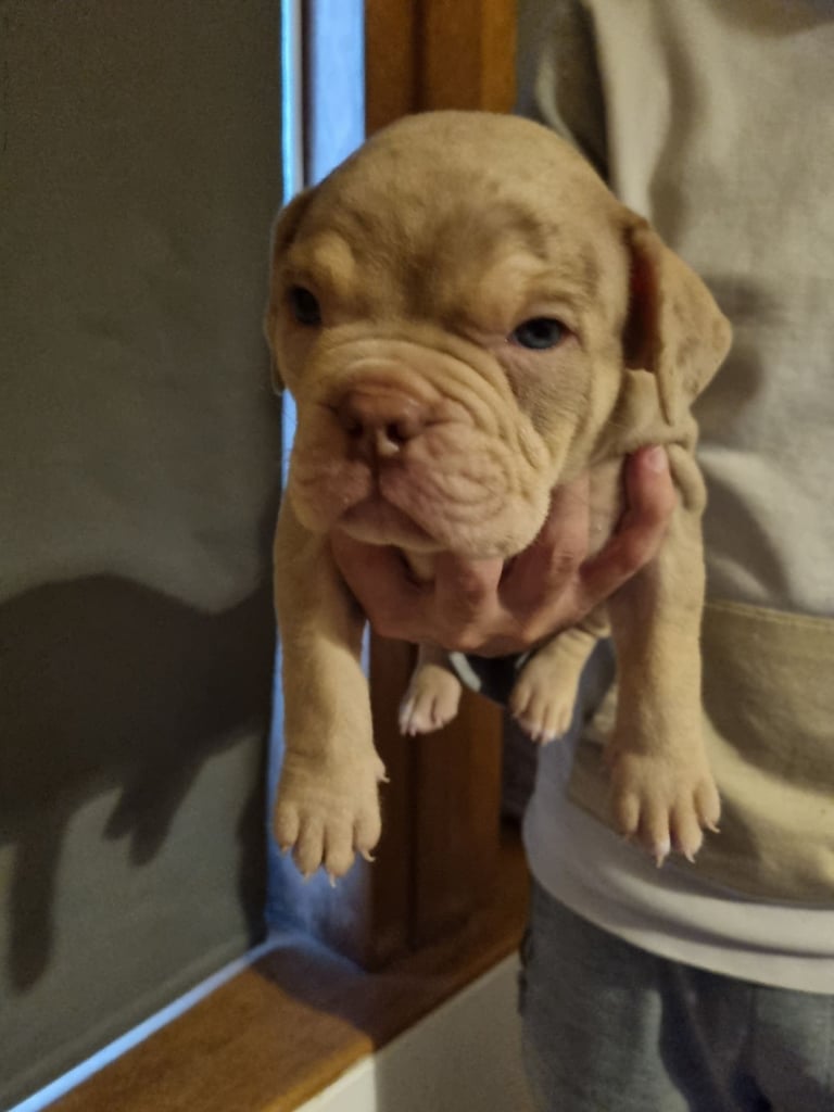 image for Merle Bully X Puppies - Ready Soon!