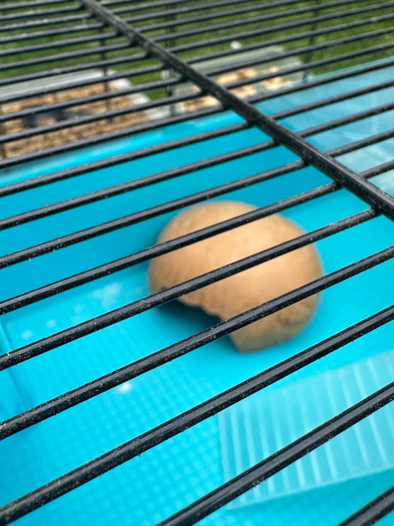 Hamster cage and accessories 