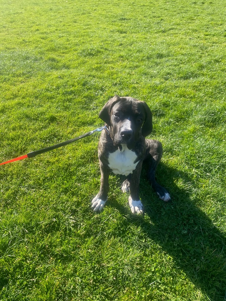 Bully kutta Pakistani mastiff 