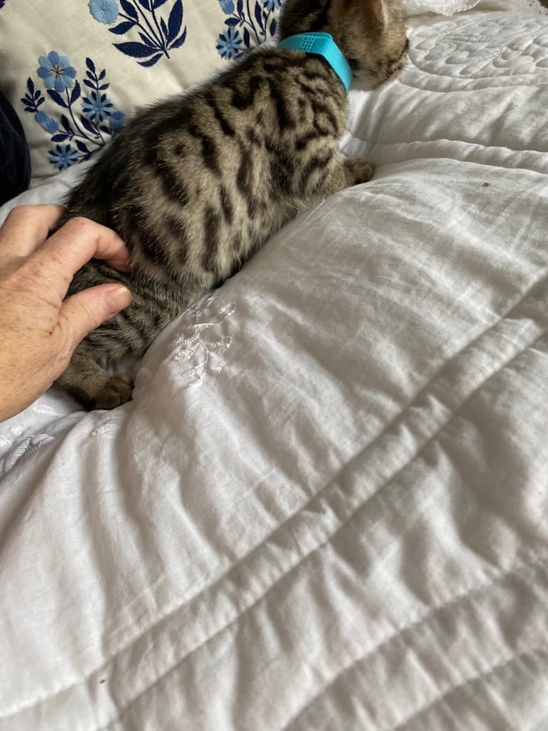 4 beautiful Bengal X kittens Boys £200