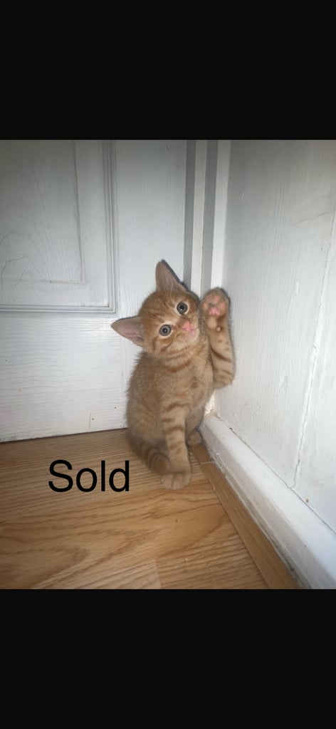 Gorgeous female kittens looking for their forever home 