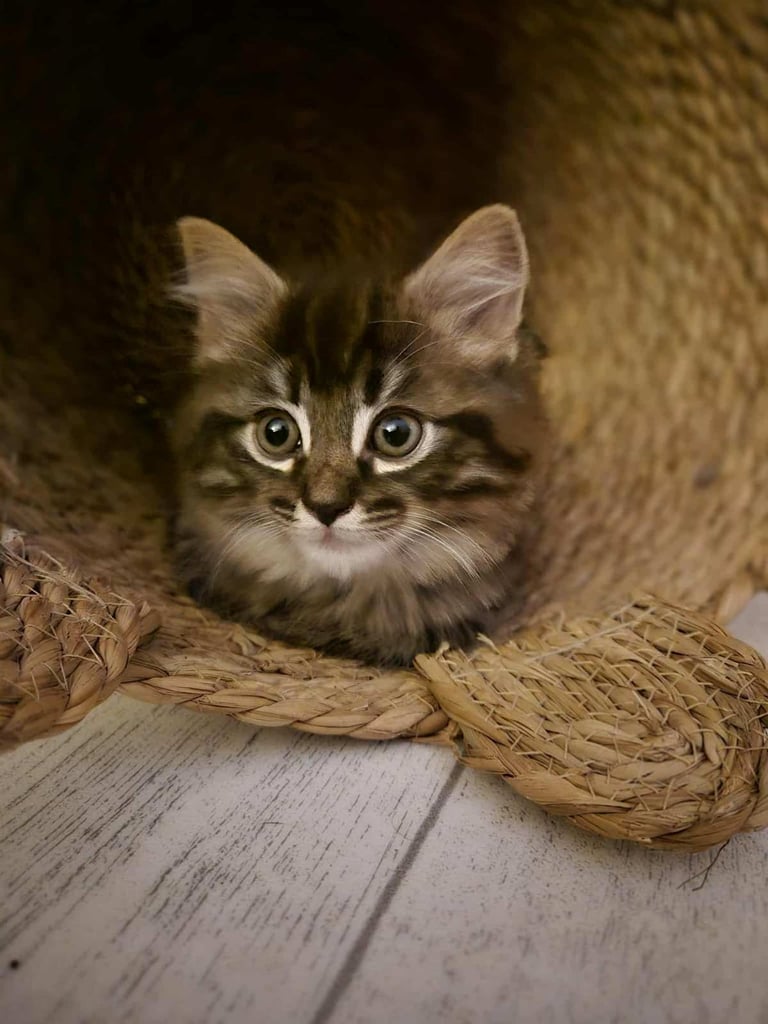 Tabbydoll Kitten