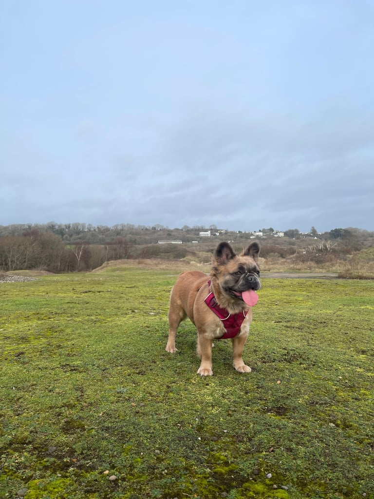 1 Full-Fluffy French Bulldogs FOR SALE