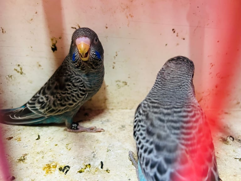 Budgies for Sale, different mutation available 