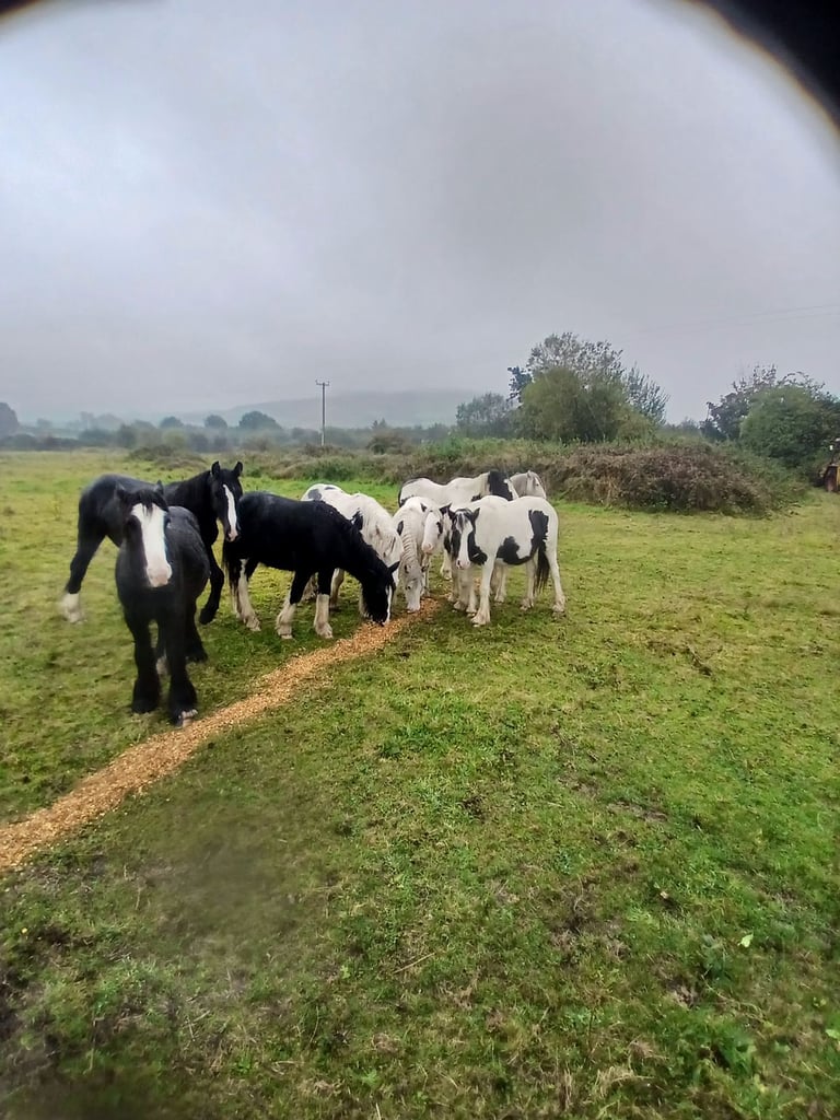 horses for sale northern ireland