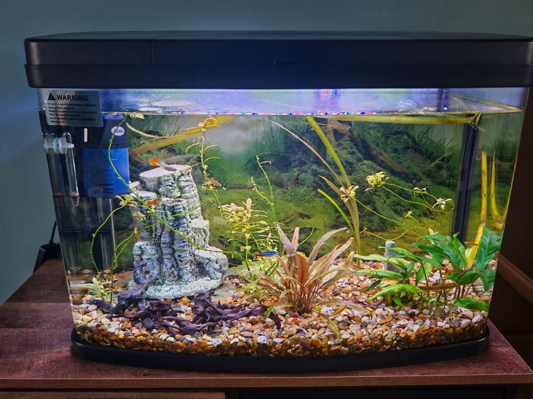 75 L aquarium with fish and accessories