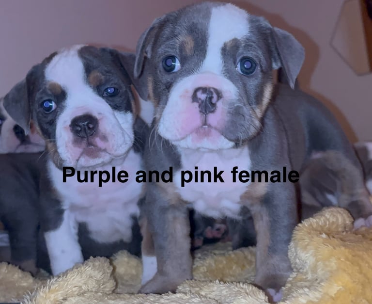 Olde English Bulldogge Dogs Puppies for Sale in England Gumtree