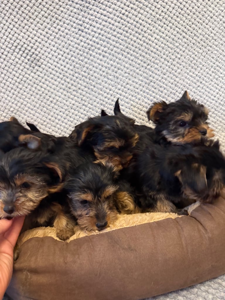 Stunning Yorkshire Terriers for sale