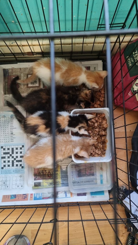 image for Domestic Ginger  and Ginger/white kittens
