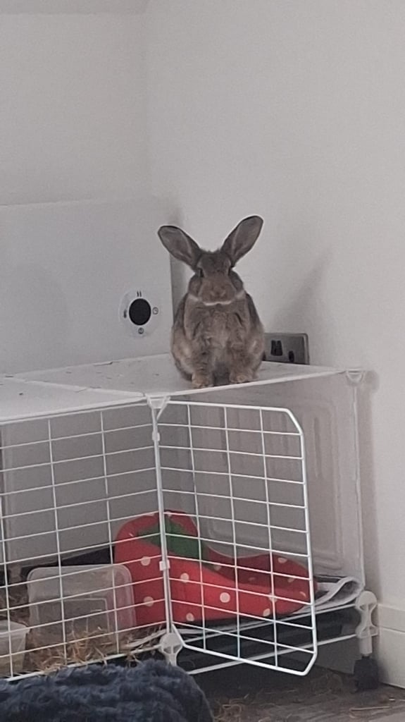 🐰Bunnies looking for new home🏡❤️❤️