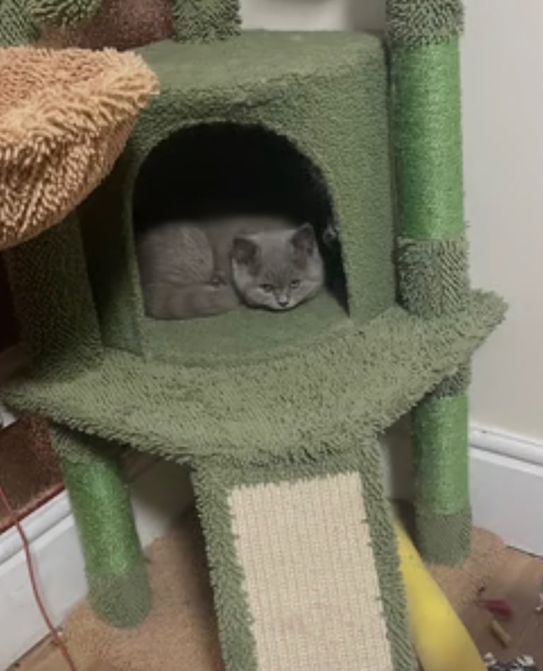 British Shorthair Kitten for Sale (Male)