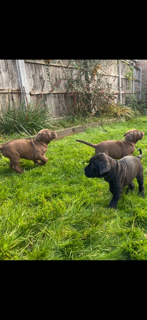 Cane corso x presa canario pups
